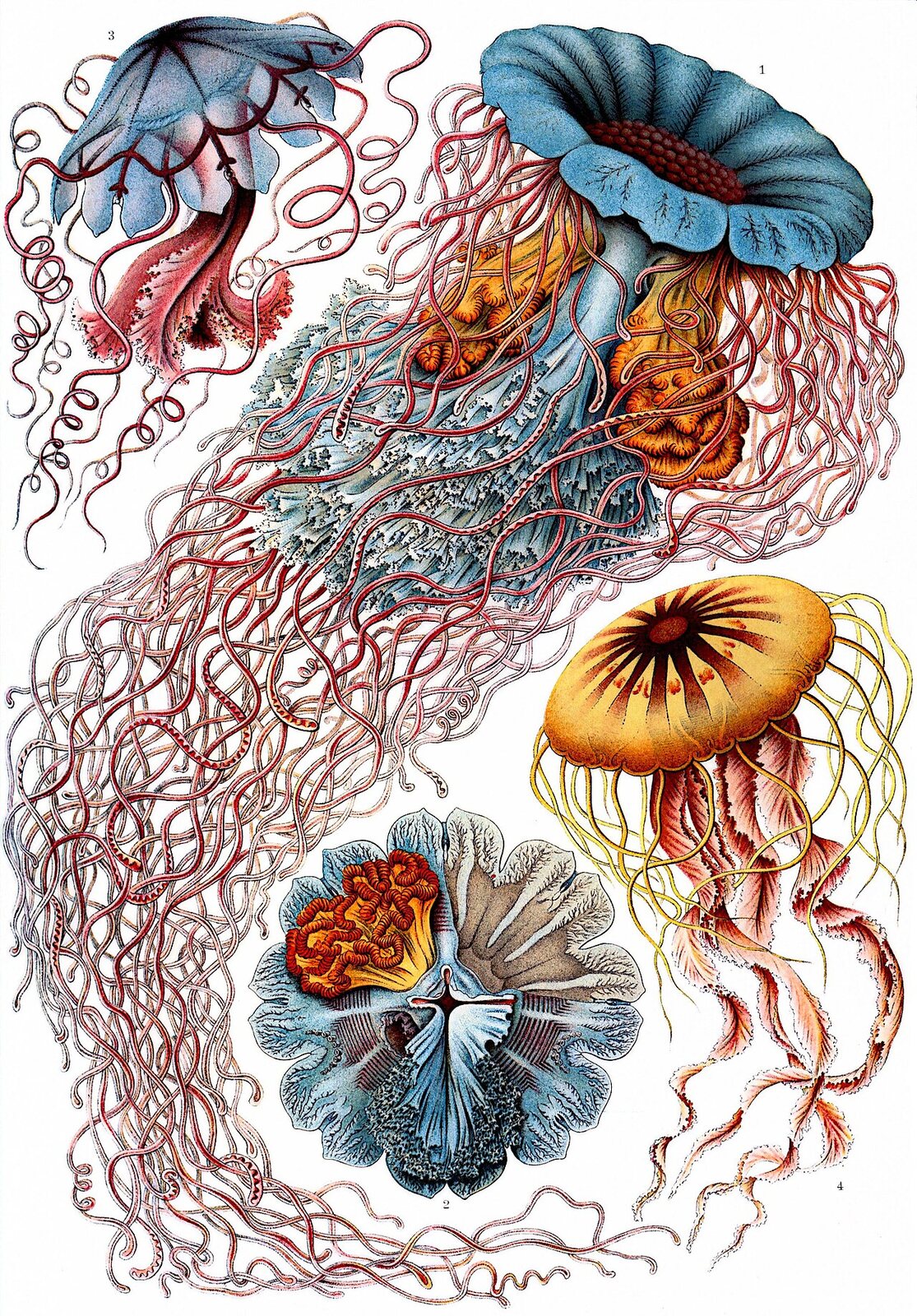 Discomedusae